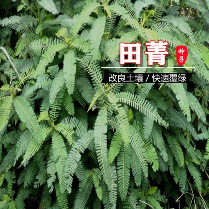 田菁种子别名碱菁涝豆耐涝耐旱耐盐碱牧草绿肥种子