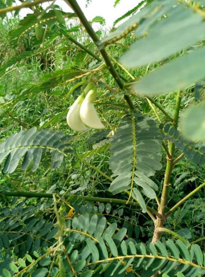 田菁种子别名碱菁涝豆耐涝耐旱耐盐碱牧草绿肥种子