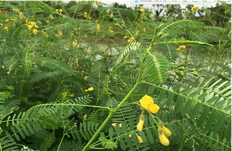 田菁种子别名碱菁涝豆耐涝耐旱耐盐碱牧草绿肥种子