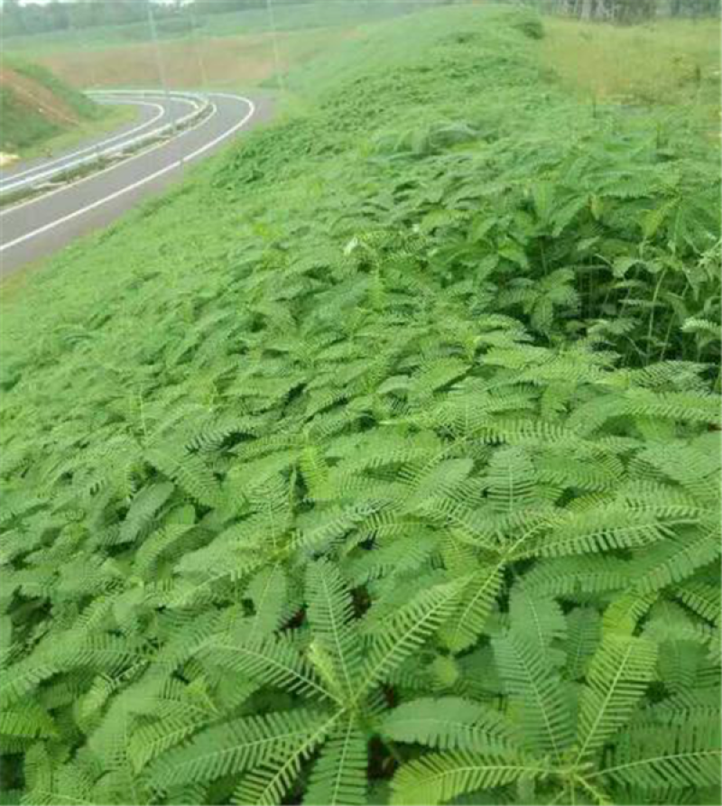 田菁种子别名碱菁涝豆耐涝耐旱耐盐碱牧草绿肥种子