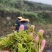 张家界藤茶嫩芽明前野生自产自销回味悠长