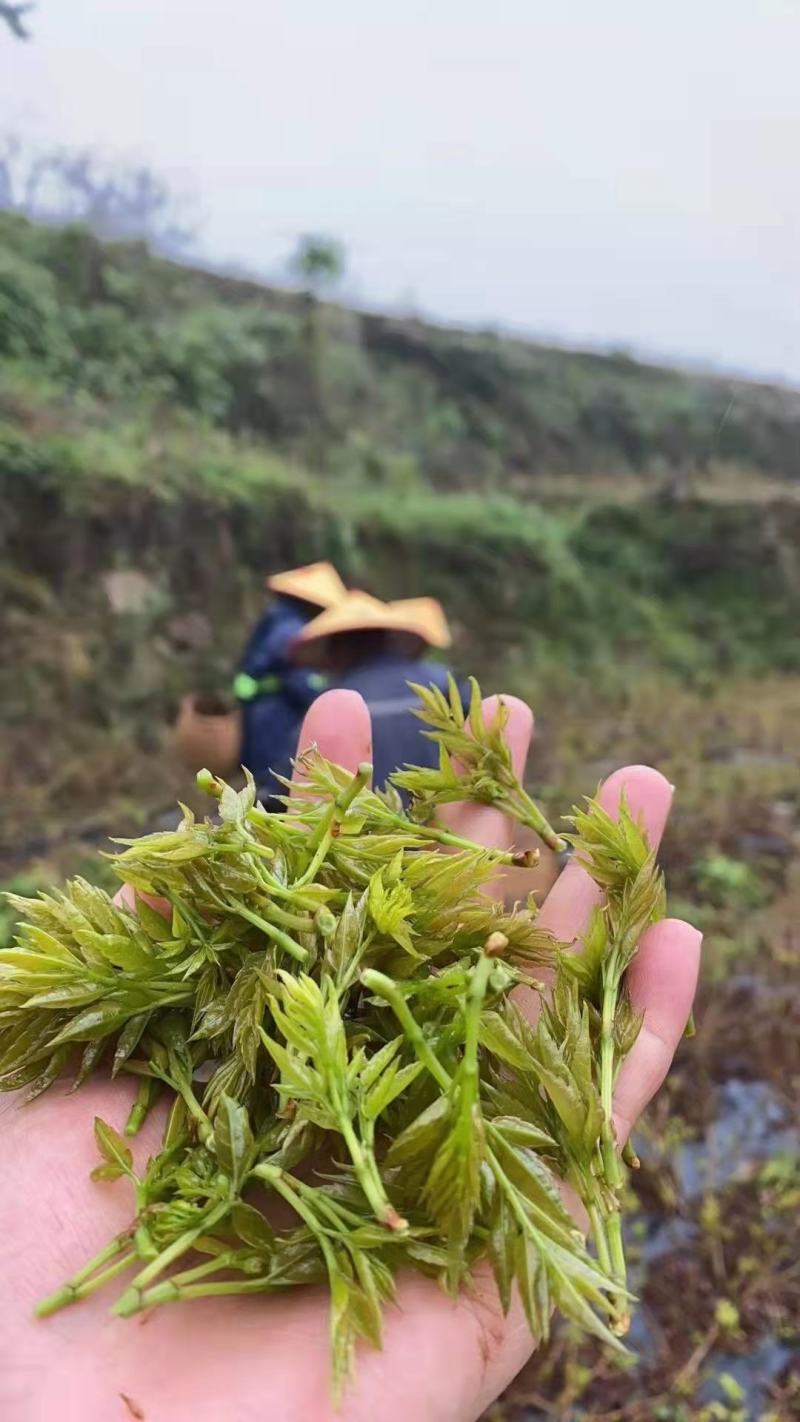 张家界藤茶嫩芽明前野生自产自销回味悠长