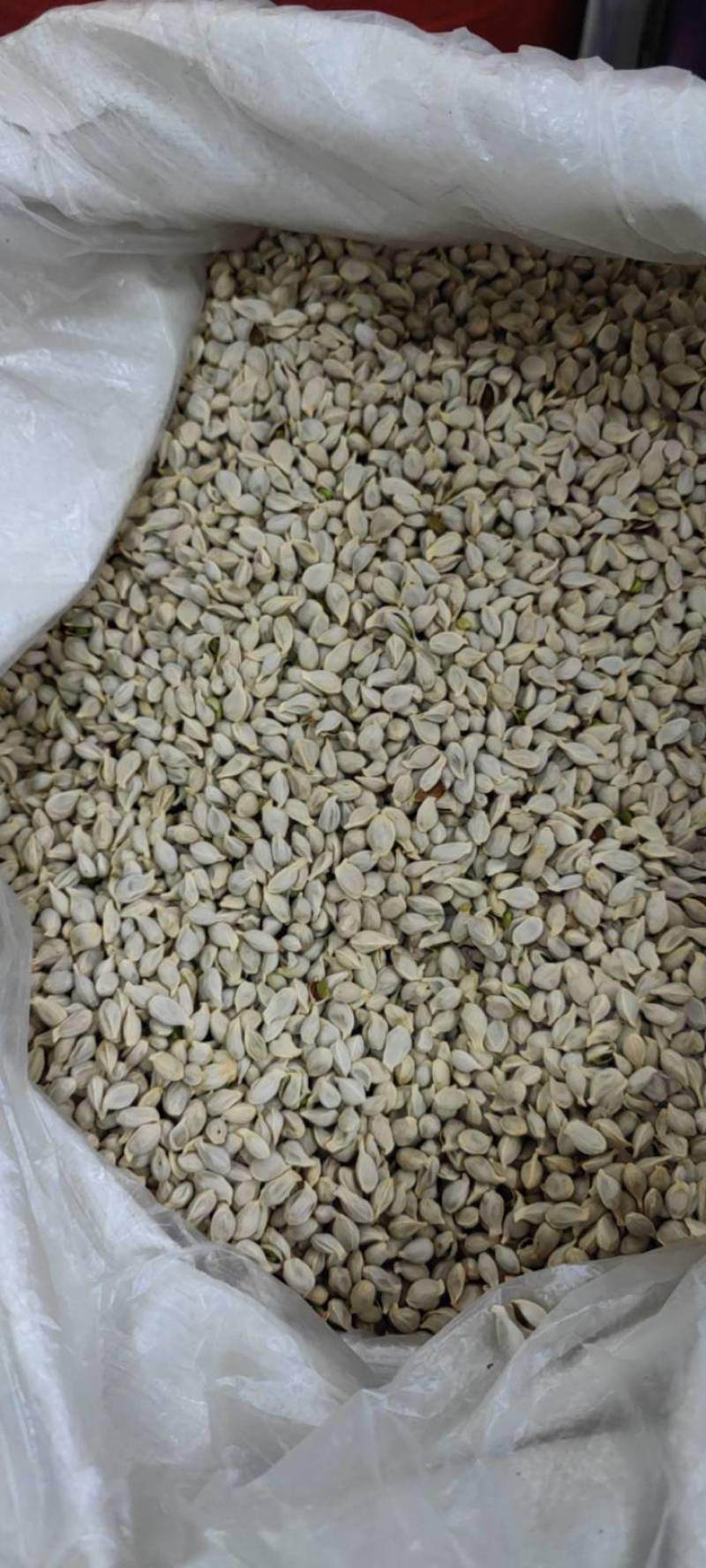 橘核净货各种籽药新货大货批发各种中药材批