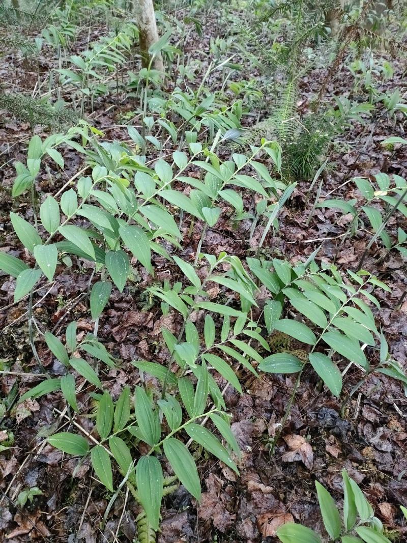 黄精苗，药材苗，多花黄精种苗，基地直供成活率高，包技术