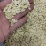 黄瓜子净货各种籽药新货大货批发各种中药材