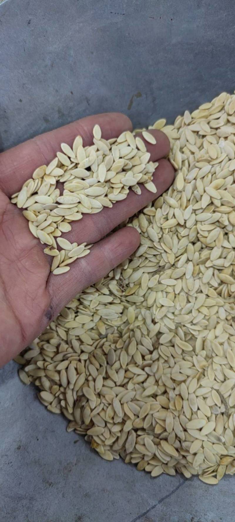 黄瓜子净货各种籽药新货大货批发各种中药材