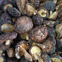农家椴木香菇新货精品，形状大小都有带柄，批发价从优