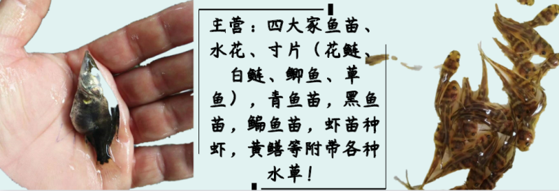 彭泽鲫：中科三号。洪湖本地孵化质量健康鲫鱼苗