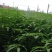 田菁种子涝豆田菁田菁种子果园固氮绿肥改良土壤道路护坡籽