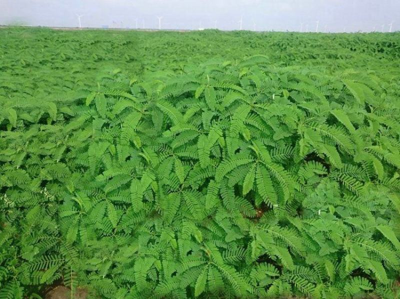 田菁种子涝豆田菁田菁种子果园固氮绿肥改良土壤道路护坡籽