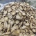 前胡前胡片少毛前胡天地道中药材统货选货前胡常年加工