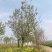 丁香
