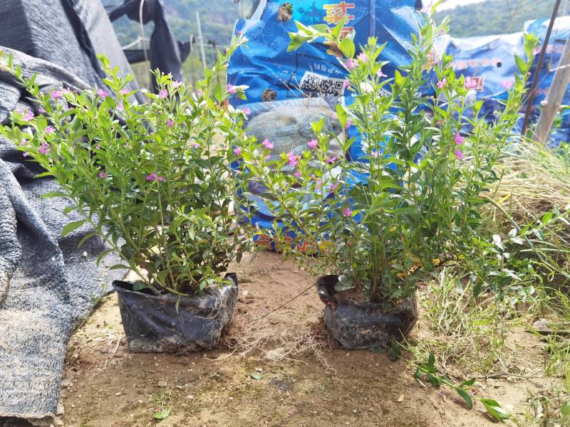 满天星萼距花冠幅饱满精品货漳州