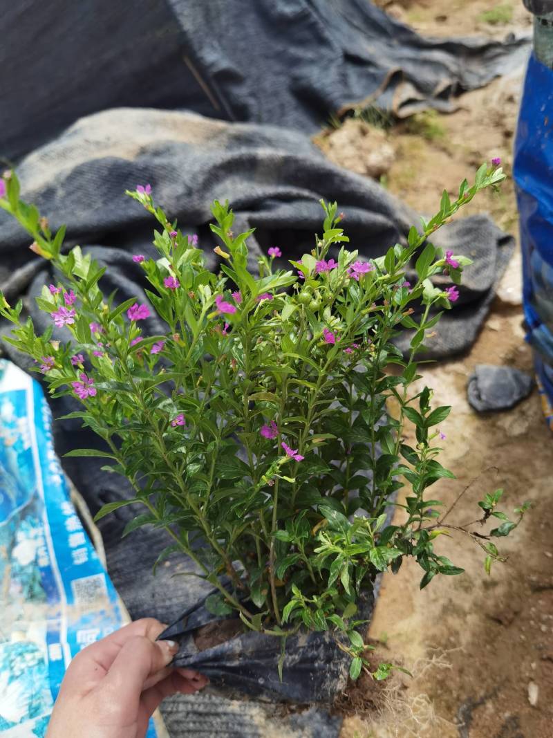 满天星萼距花冠幅饱满精品货漳州