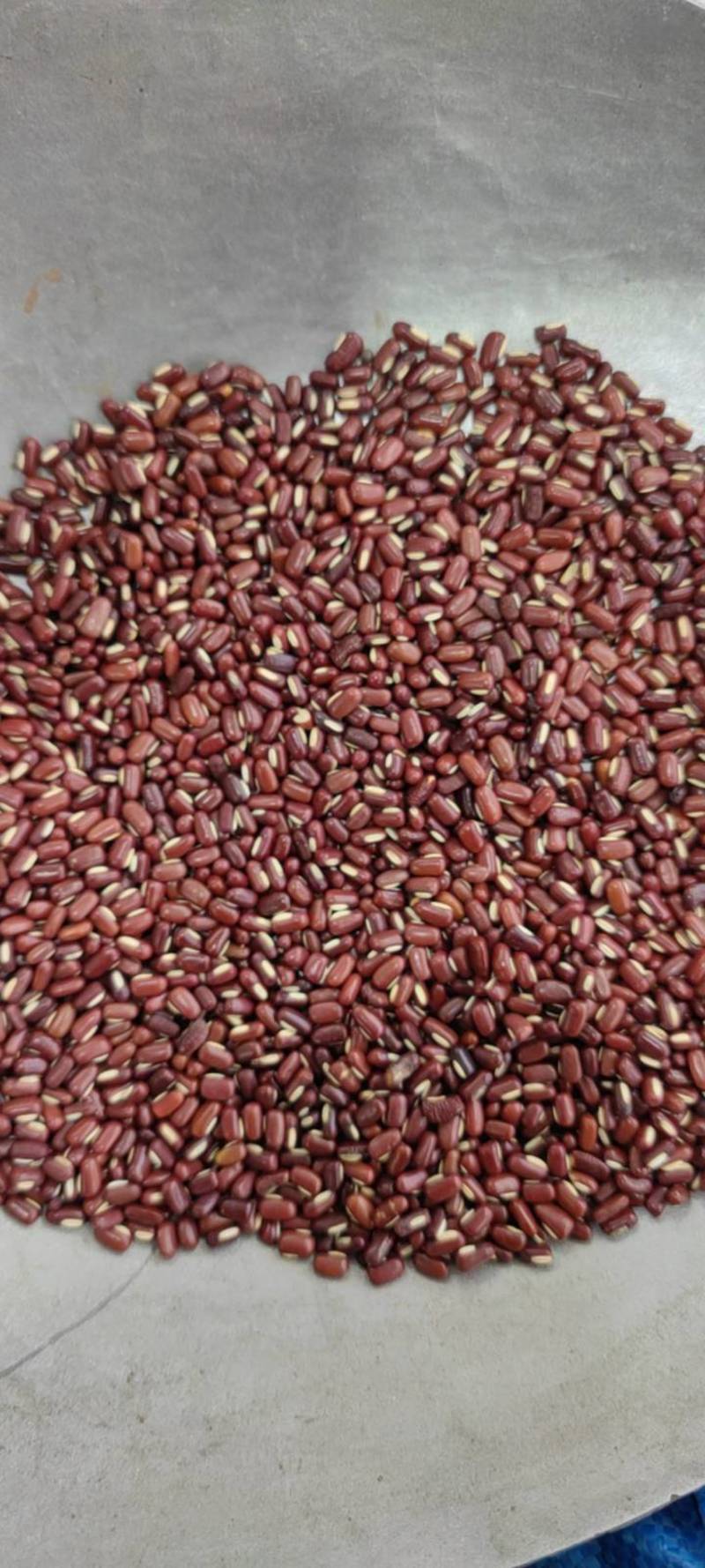 赤小豆红豆净货各种籽药新货批发各种中药材