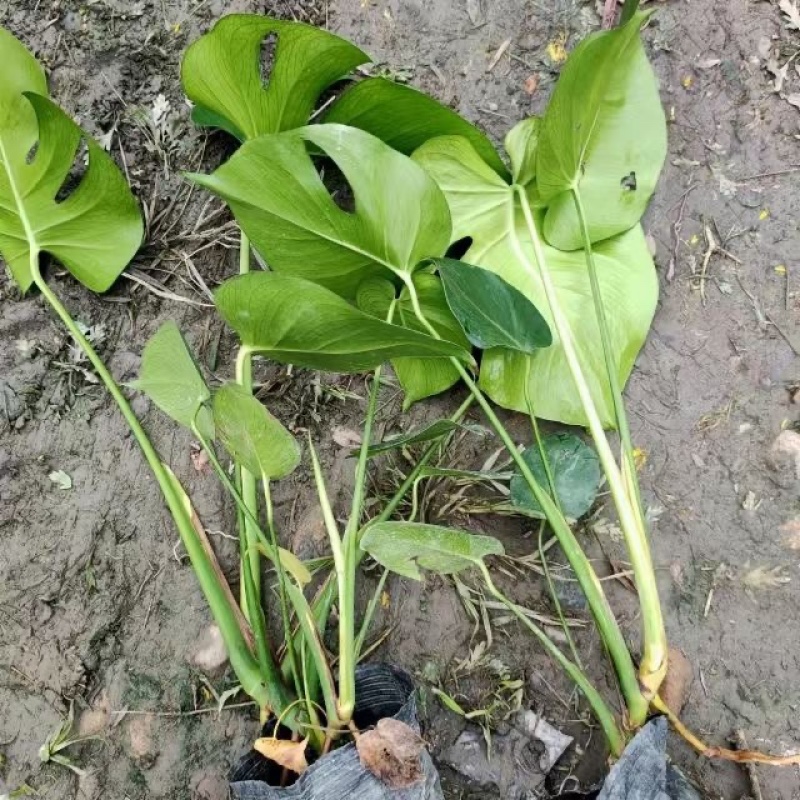 出售龟背竹，成都龟背竹，龟背竹基地，龟背竹价格