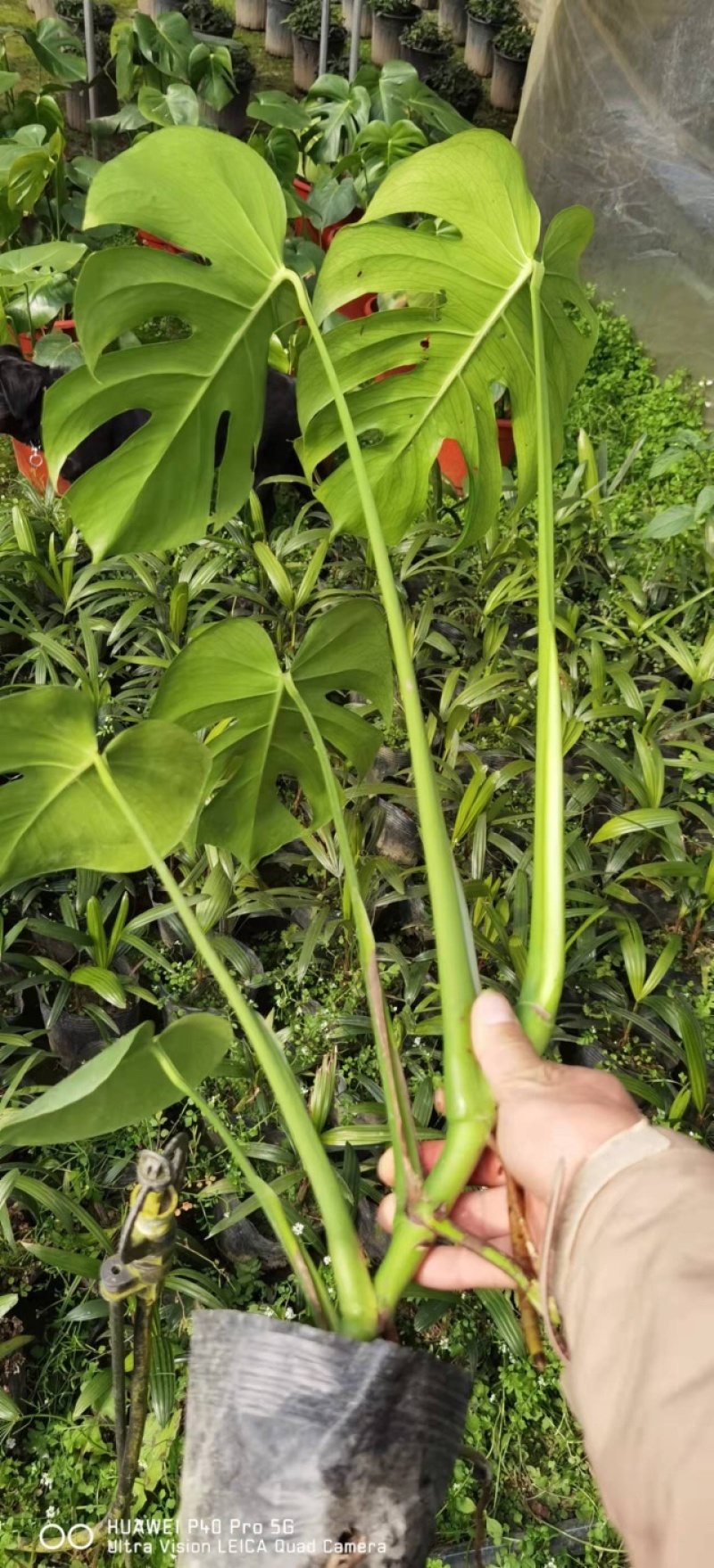 出售龟背竹，成都龟背竹，龟背竹基地，龟背竹价格