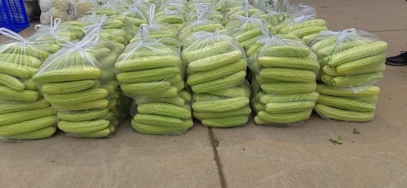 湖北荆州新鲜白黄瓜大量上市了欢迎咨询