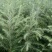 优质雪松（杯）袋苗高60分一80分一1米一2米一3米