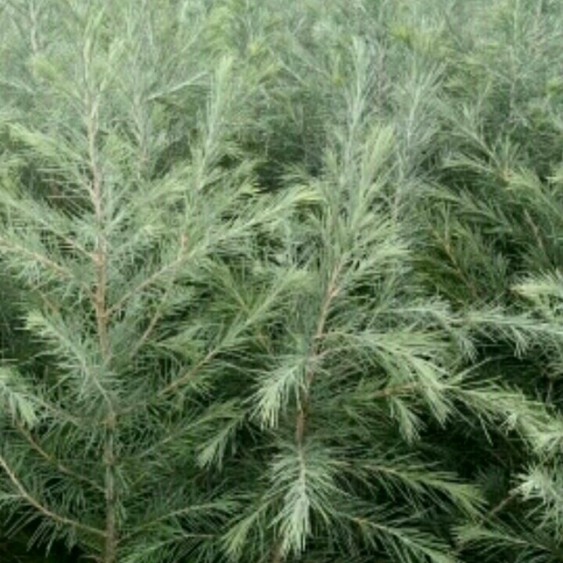 优质雪松（杯）袋苗高60分一80分一1米一2米一3米
