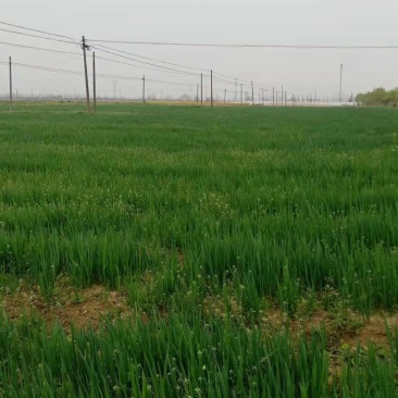 四季小香葱
