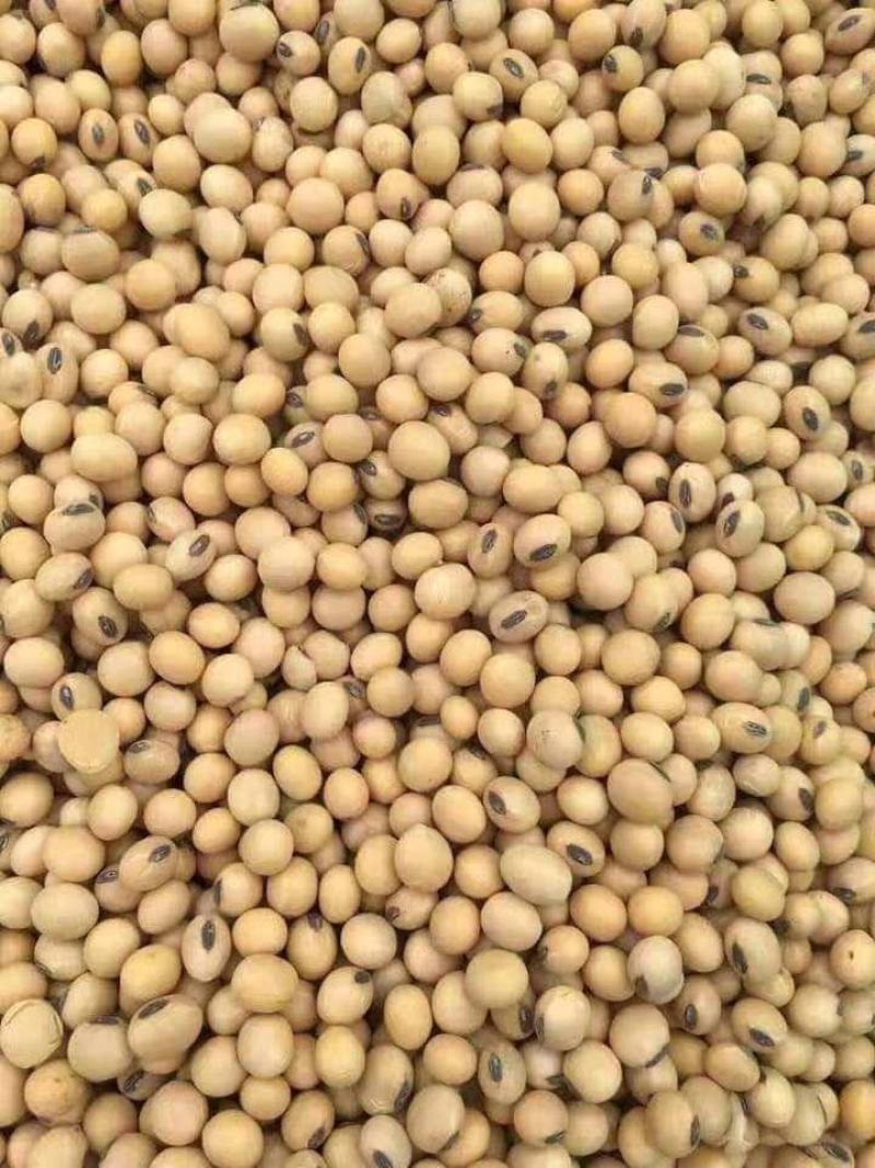 精品大豆，价格实惠，货源充足，欢迎客商进店选购