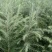 优质雪松（杯）袋苗高60分一80分一1米一2米一3米