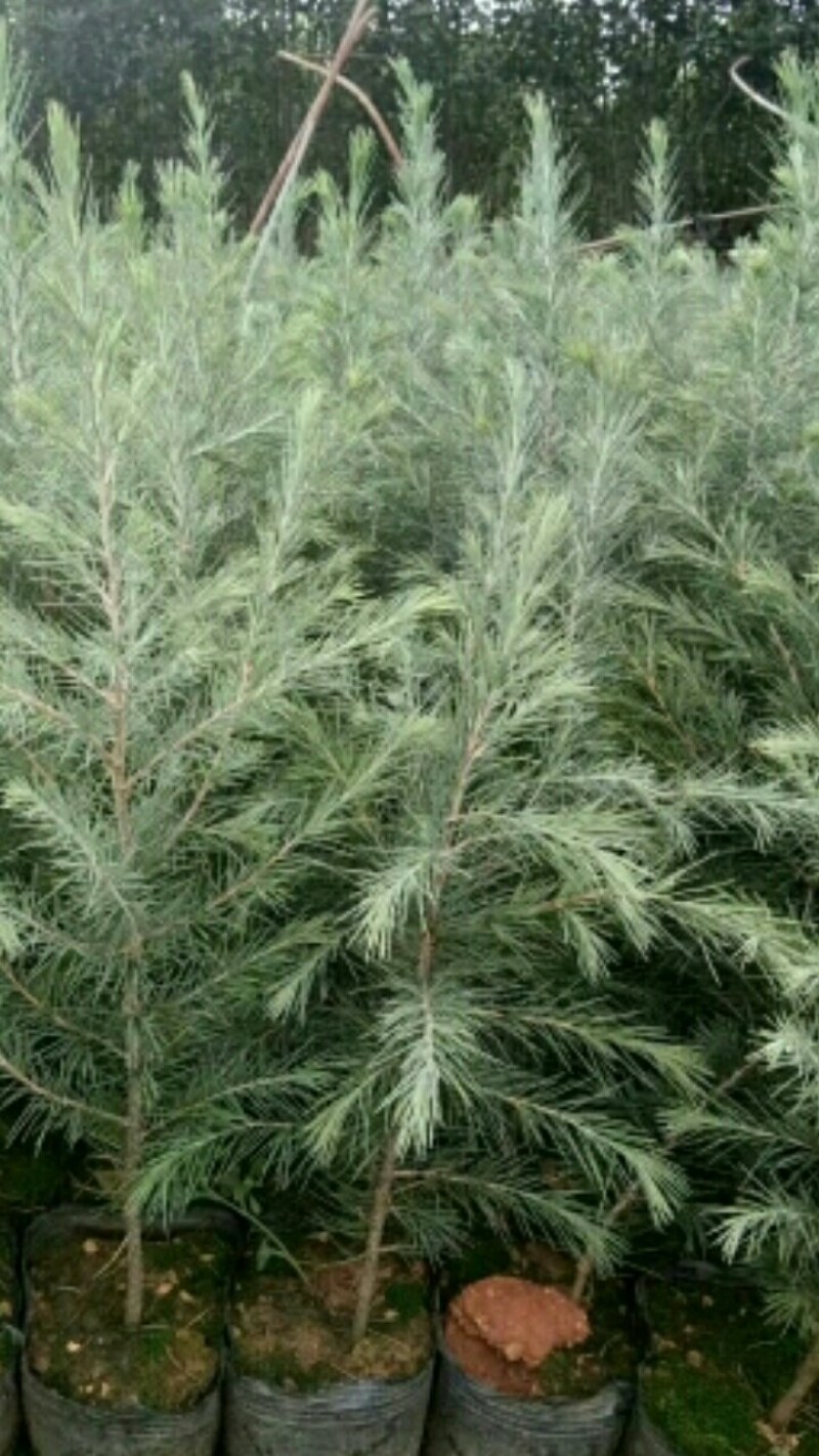 优质雪松（杯）袋苗高60分一80分一1米一2米一3米