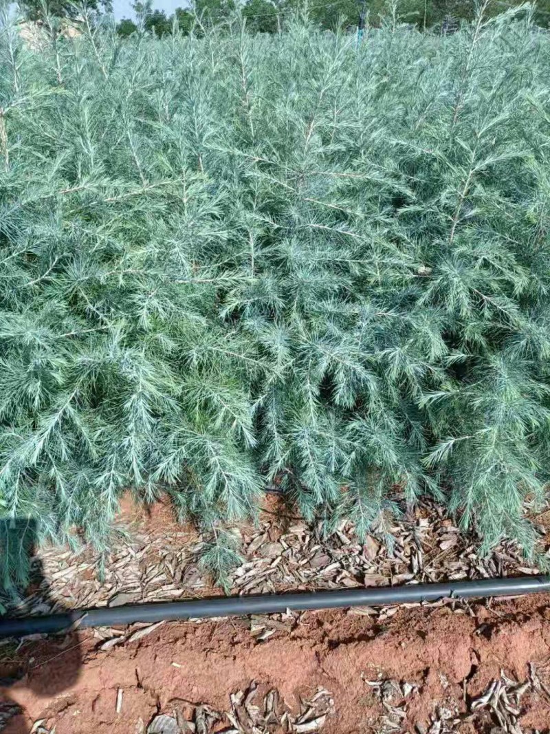 优质雪松（杯）袋苗高60分一80分一1米一2米一3米