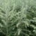 优质雪松（杯）袋苗高60分一80分一1米一2米一3米