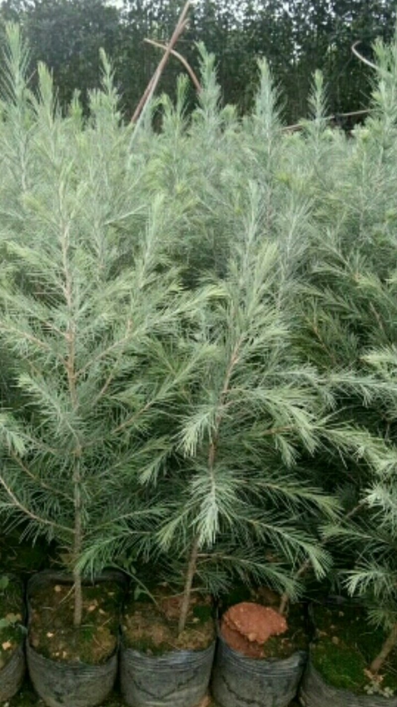 优质雪松（杯）袋苗高60分一80分一1米一2米一3米