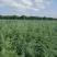 优质雪松（杯）袋苗高60分一80分一1米一2米一3米