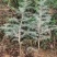 优质雪松（杯）袋苗高60分一80分一1米一2米一3米