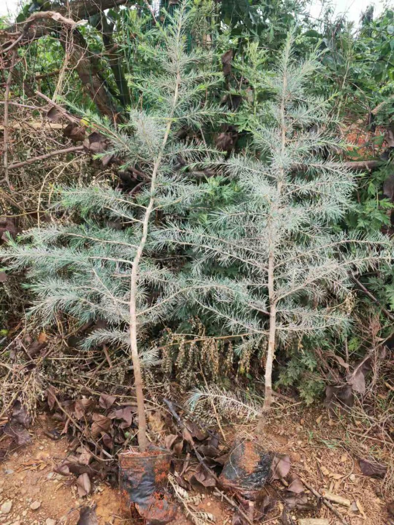 优质雪松（杯）袋苗高60分一80分一1米一2米一3米