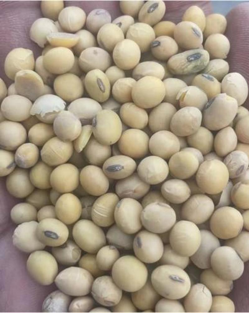 高品质大豆，蛋白高，品质高，品种多，装车快，长期合作