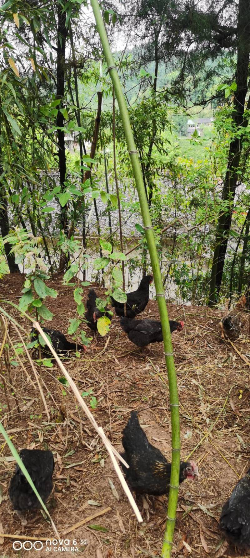 纯粮，零饲料，零激素，散养跑山鸡
