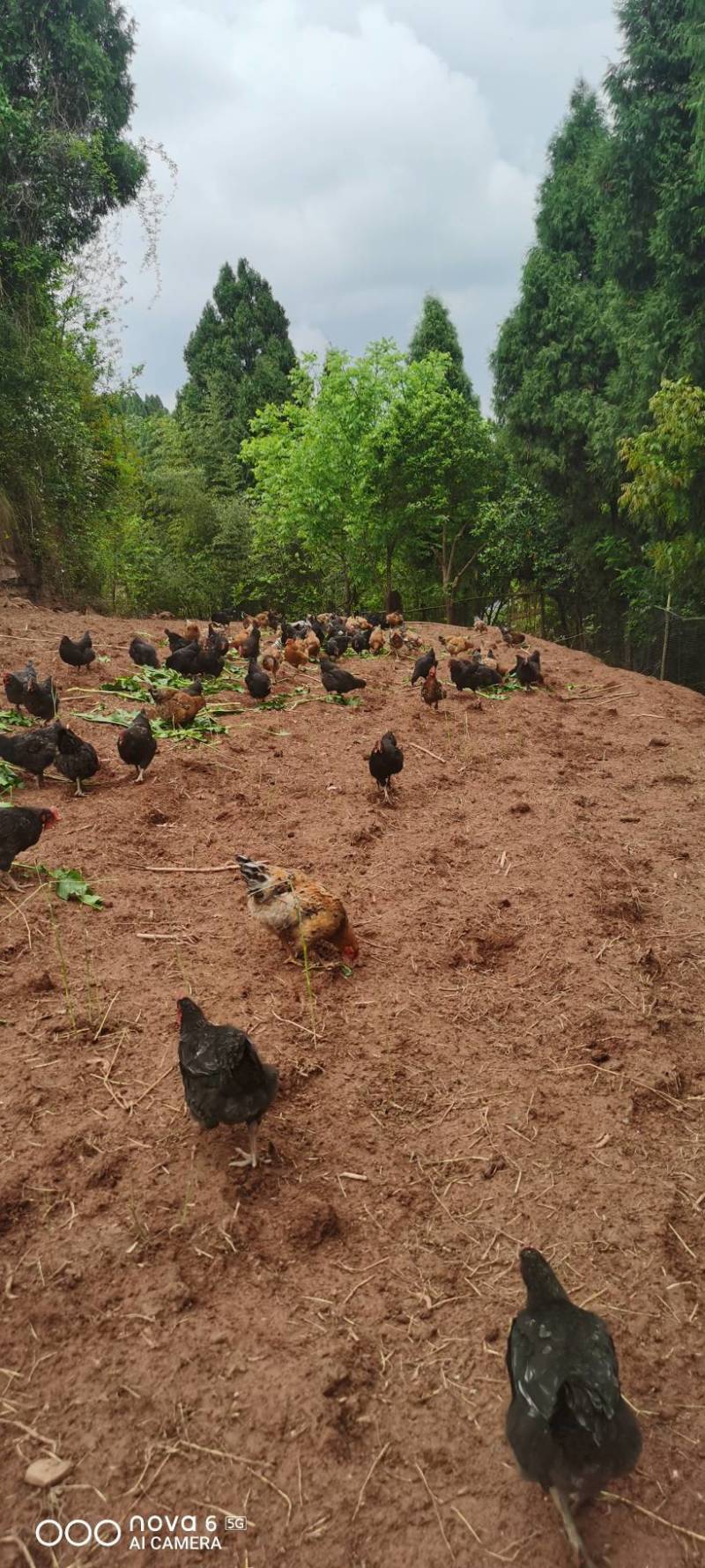 纯粮，零饲料，零激素，散养跑山鸡