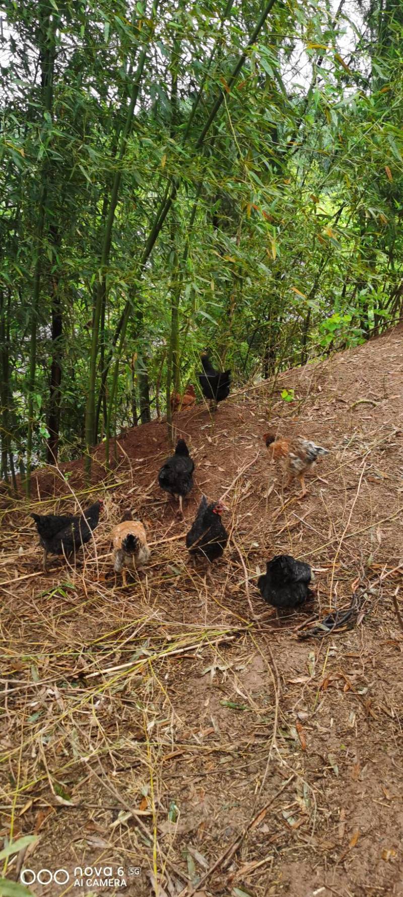 纯粮，零饲料，零激素，散养跑山鸡