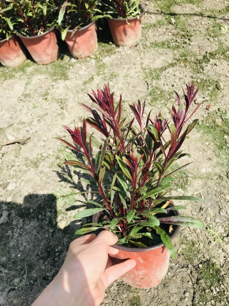 成都千鸟花，千鸟花杯苗，山桃草双色杯，成都山桃草价格低