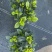 栀子花盆栽大叶重瓣四季如春室内观花绿植净化空气好养