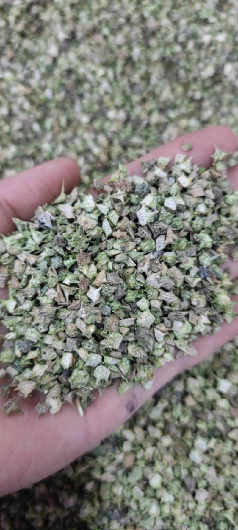 蒺藜刺蒺藜净货各种籽药新货各种中药材