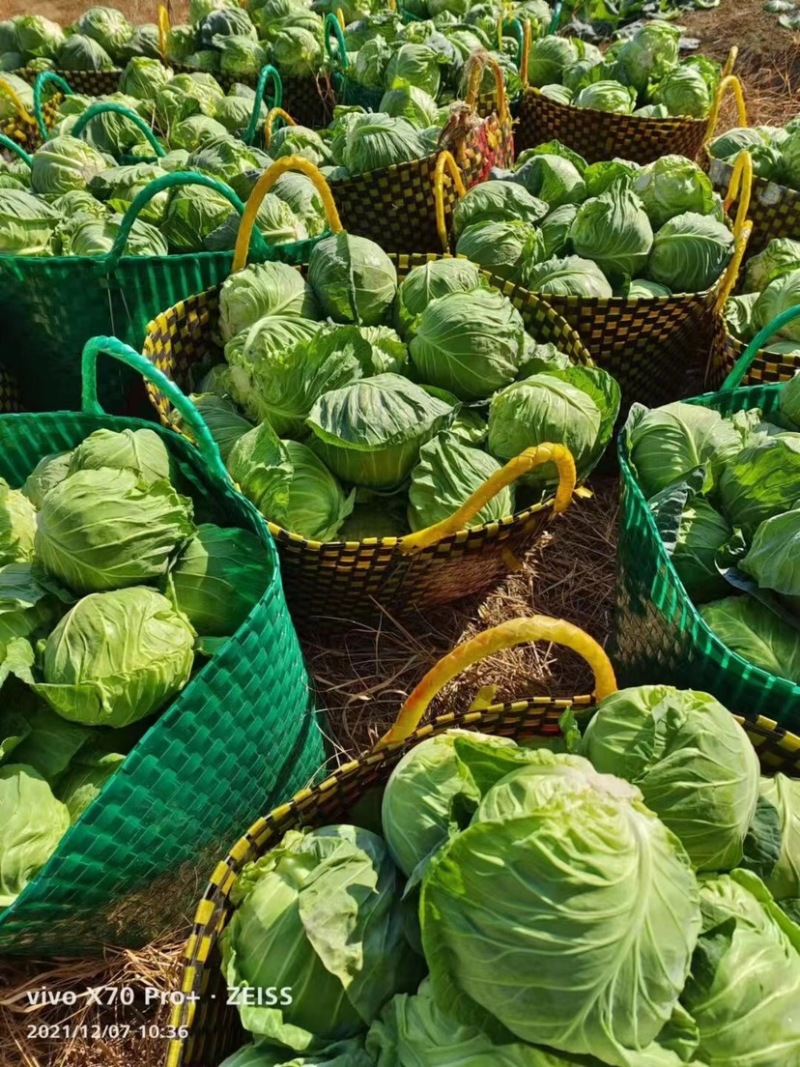 广西精品甘蓝金包，基地直发，货源充足，全国发货