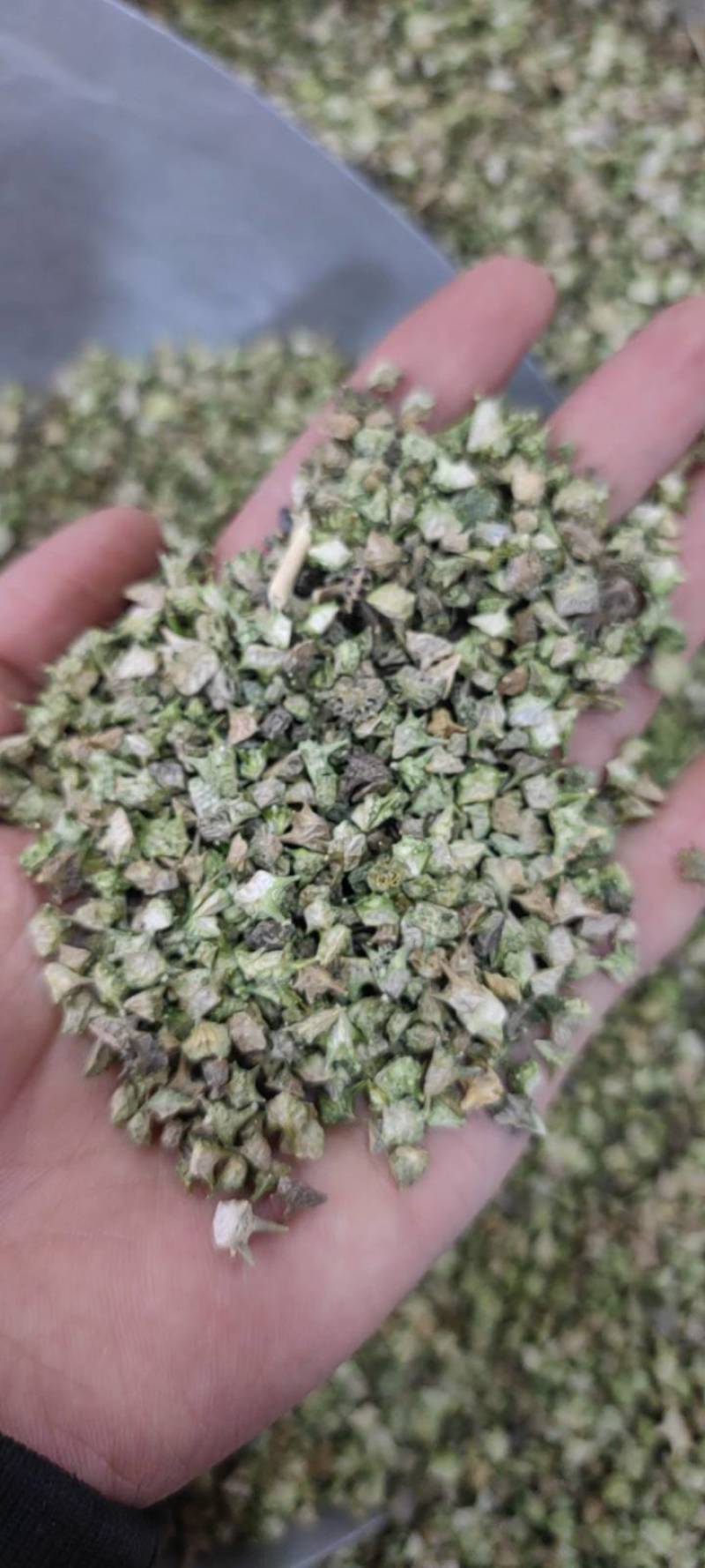 蒺藜刺蒺藜净货各种籽药新货各种中药材