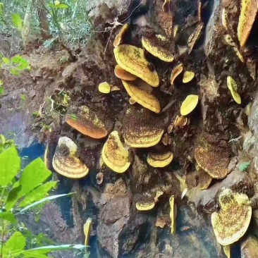 野生蜂蜜天然百花蜜绿色食品