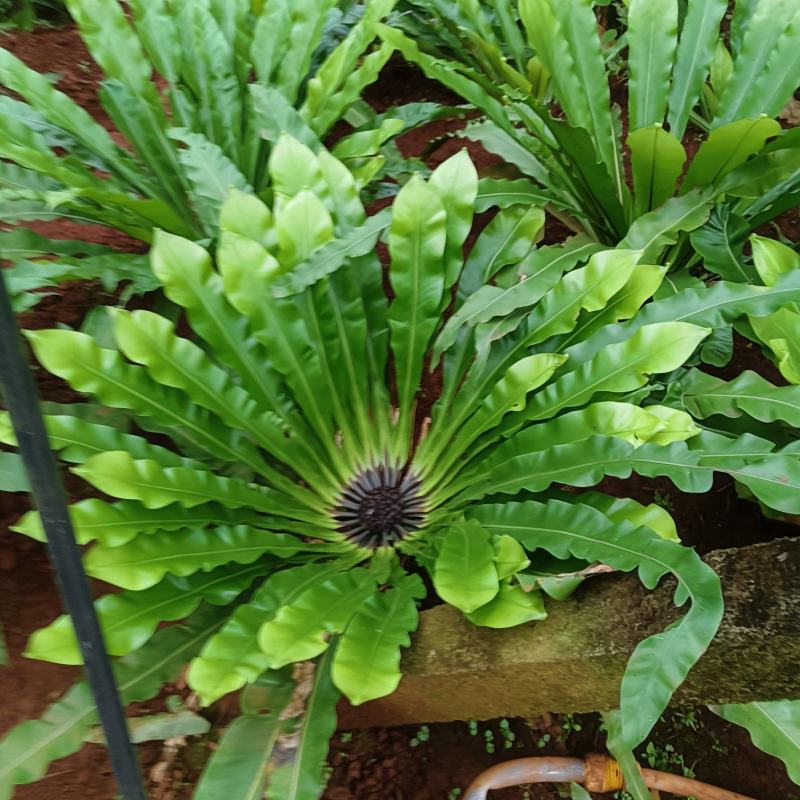 鸟巢蕨叶子，鲜切花，插花、花蓝专用，常年基地直批。