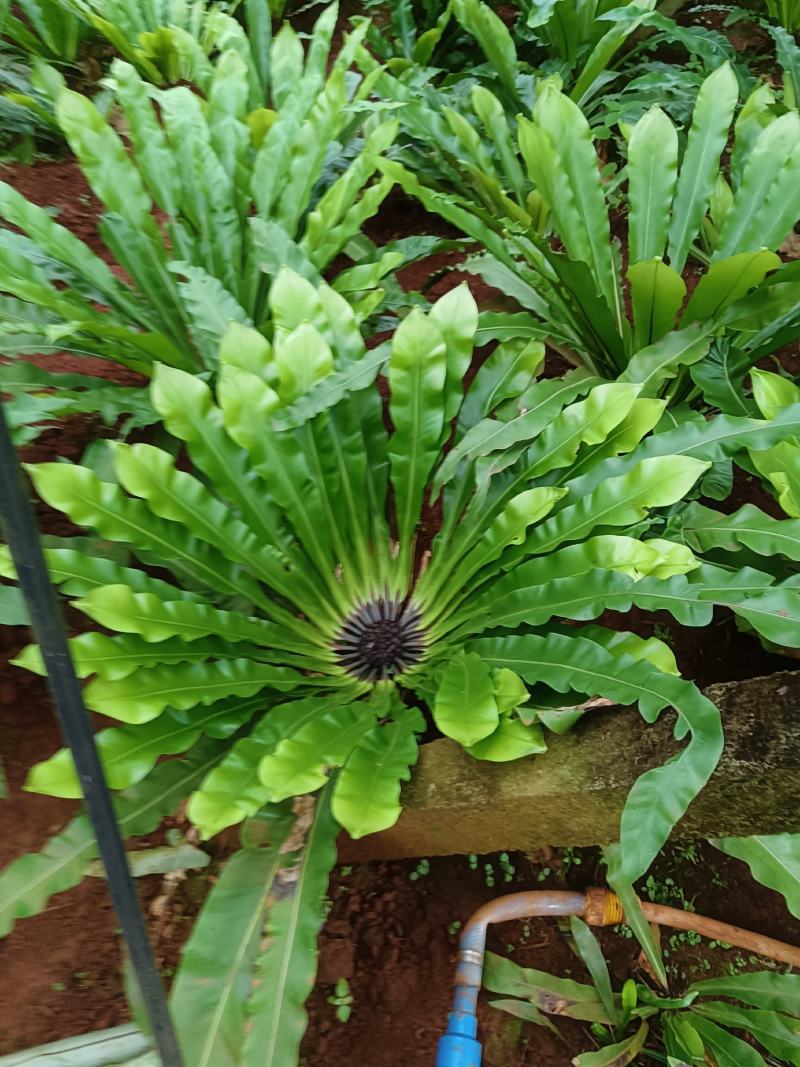 鸟巢蕨叶子，鲜切花，插花、花蓝专用，常年基地直批。