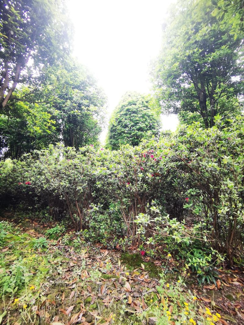 精品春鹃毛鹃杜鹃球大小规格齐全成都温江基地供应