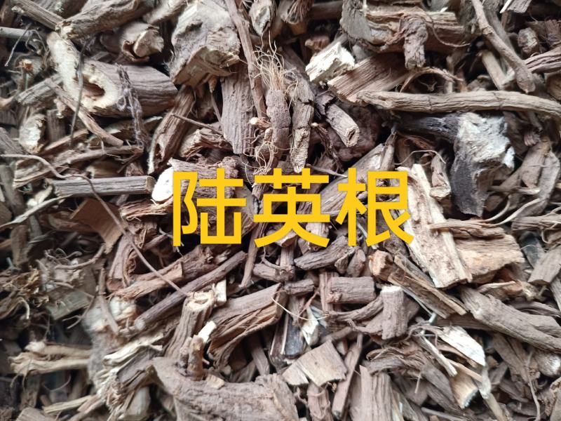 野生陆英根走马箭八棱麻根接骨草根走马风八里麻排风藤根部