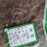 野生陆英根走马箭八棱麻根接骨草根走马风八里麻排风藤根部