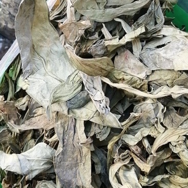 龙脷叶龙俐叶龙舌叶牛耳叶龙利叶